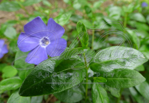 Blumen