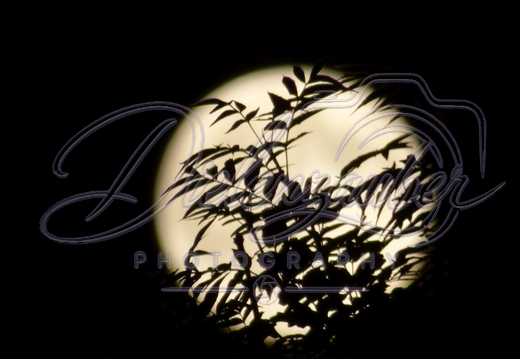 Mond