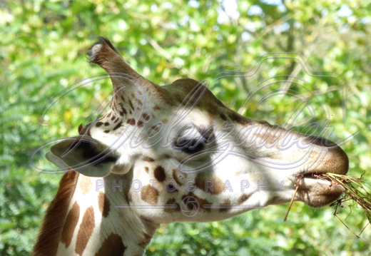 Tierpark
